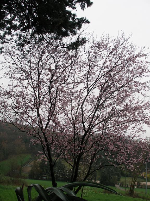 B&B Della Rosa Civitella D'Arna Экстерьер фото